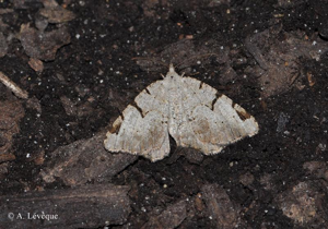 <i>Macaria wauaria</i> (Linnaeus, 1758) © A. Lévêque