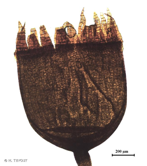 <i>Schistidium confertum</i> (Funck) Bruch & Schimp., 1845 © H. TINGUY