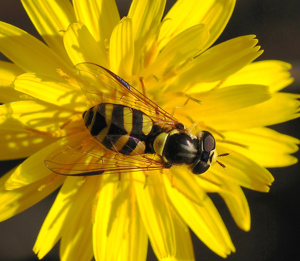 Hoverfly October 2007-8.jpg © Alvesgaspar