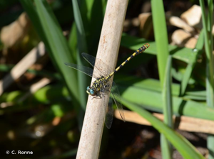 <i>Onychogomphus forcipatus unguiculatus</i> (Vander Linden, 1823) © C. Ronne