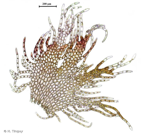 <i>Ptilidium pulcherrimum</i> (Weber) Vain. © H. Tinguy