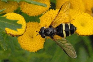 Dasysyrphus.tricinctus.female.jpg © James K. Lindsey