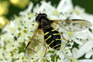 Dasysyrphus.venustus.-.lindsey.jpg © James K. Lindsey