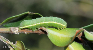 <i>Amphipyra effusa</i> (Boisduval, 1828) © P. Chatard