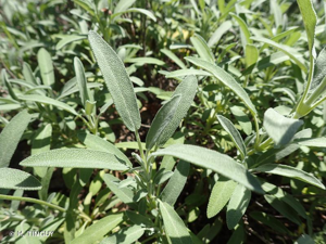 <i>Salvia officinalis </i>subsp.<i> gallica</i> (W.Lippert) Reales, D.Rivera & Obón, 2004 © H. TINGUY