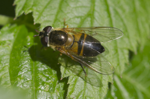 Epistrophe eligans-pjt.jpg © Pjt56 --- If you use the picture outside Wikipedia I would appreciate a short e-mail to pjt56@gmx.net or a message on my discussion page