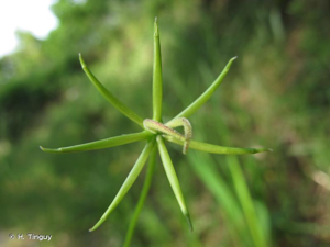 <i>Rhagadiolus edulis</i> Gaertn., 1791 © H. Tinguy