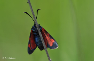 <i>Zygaena transalpina hippocrepidis</i> (Hübner, 1799) © A. Lévêque