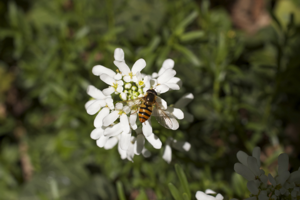 Iberissempervirens-20120503i.png © Abderitestatos
