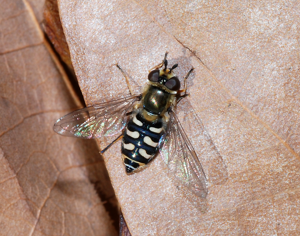 Hoverfly December 2007-6.jpg © Alvesgaspar
