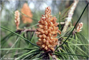 <i>Pinus pinaster</i> Aiton, 1789 © J.-J. Milan