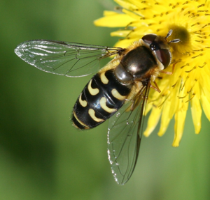Scaeva selenitica (female).jpg © Sandy Rae