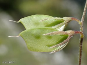 <i>Lens nigricans</i> (M.Bieb.) Godr., 1843 © H. TINGUY