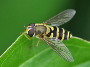 Syrphus ribesii in Bahrenfeld.jpg © Aiwok