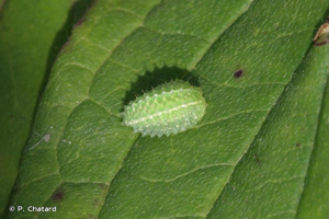 <i>Apoda limacodes</i> (Hufnagel, 1766) © P. Chatard