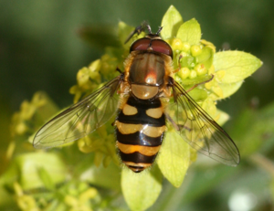 Syrphus torvus male 1.jpg © Sandy Rae from Scotland, UK