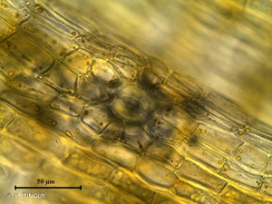 <i>Orthotrichum pumilum</i> Sw. ex anon. © H. TINGUY