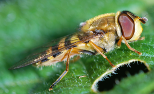 Syrphus vitripennis female.jpg © Cj Hughson from Shetland