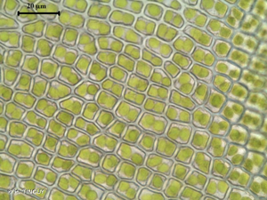 <i>Timmia bavarica</i> Hessl., 1822 © H. TINGUY