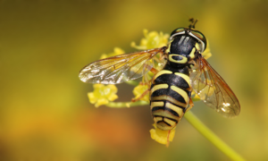 Chrysotoxum cautum Richard Bartz.jpg © Richard Bartz, Munich aka Makro Freak