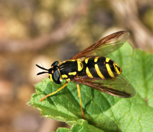 Hoverfly December 2007-5.jpg © Alvesgaspar