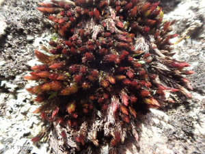 <i>Imbribryum alpinum</i> (Huds. ex With.) N.Pedersen, 2005 © H. Tinguy