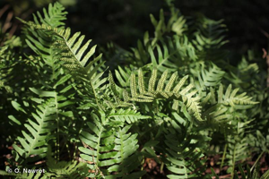 <i>Polypodium </i>x<i> mantoniae</i> Rothm. & U.Schneid., 1962 © O. Nawrot