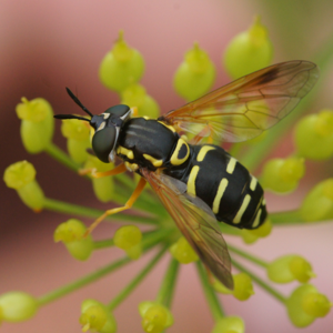 Ängsgetingfluga06591.jpg © Martin Andersson