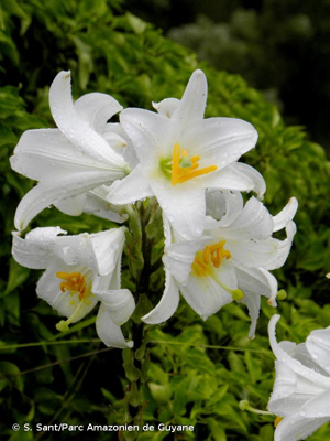 <i>Lilium candidum</i> L., 1753 © S. Sant/Parc Amazonien de Guyane