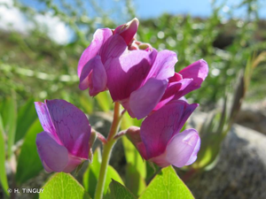 <i>Lathyrus japonicus </i>subsp.<i> maritimus</i> (L.) P.W.Ball, 1968 © H. TINGUY
