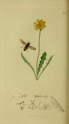 Britishentomologyvolume8Plate653.jpg © John Curtis