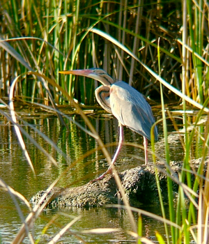 Ardea purpurea0.jpg © No machine-readable author provided. MPF assumed (based on copyright claims).