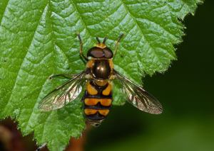 Didea cf fasciata fg01.JPG © Fritz Geller-Grimm