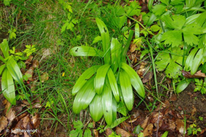 <i>Tractema lilio-hyacinthus</i> (L.) Speta, 1998 © J. Thevenot
