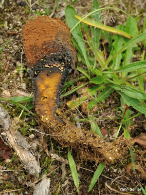 <i>Pisolithus arhizus</i> (Scop. : Pers.) Rauschert © Y. Sellier