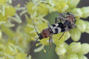 <i>Chlorophorus trifasciatus</i> (Fabricius, 1781) © J. Touroult