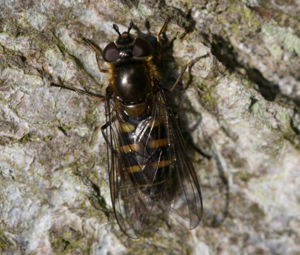 Melangyna lasiophthalma (female).jpg © Sandy Rae