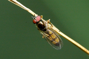 Melanostoma.mellinum.jpg © James K. Lindsey