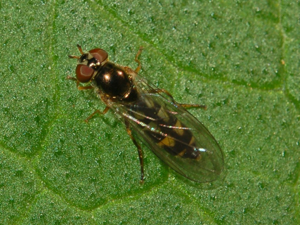 Syrphidae - Melanostoma scalare.JPG © Hectonichus