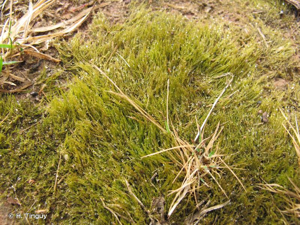 <i>Archidium alternifolium</i> (Dicks ex Hedw.) Mitt. © H. Tinguy