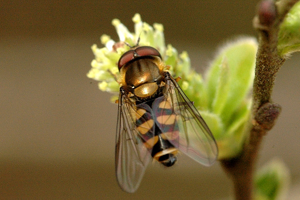 Parasyrphus.punctulatus.jpg © James K. Lindsey