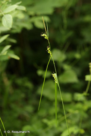 <i>Carex depauperata</i> Curtis ex With., 1787 © O. Roquinarc'h