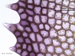<i>Scapania undulata</i> (L.) Dumort., 1835 © H. TINGUY
