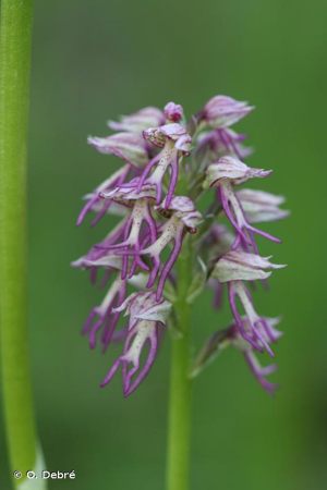 <i>Orchis </i>x<i> bergonii</i> Nanteuil, 1887 © O. Debré