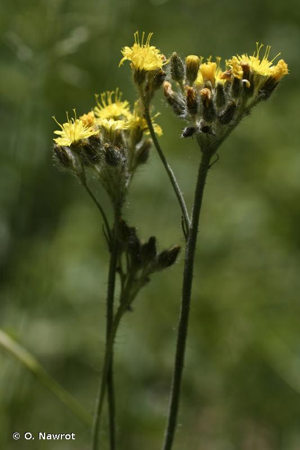 <i>Pilosella cymosa</i> (L.) F.W.Schultz & Sch.Bip., 1862 © O. Nawrot