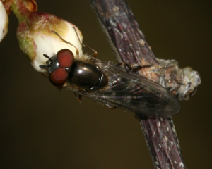 Platycheirus.ambiguus.male.JPG © Sandy Rae