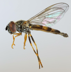 Platycheirus angustatus, Nant Gwrtheyrn, North Wales, June 2015 - Flickr - janetgraham84.jpg © Janet Graham
