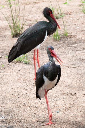 Ciconia nigra -Kruger National Park-8.jpg © Commons