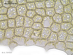 <i>Scapania paludosa</i> (Müll.Frib.) Müll.Frib., 1902 © H. TINGUY