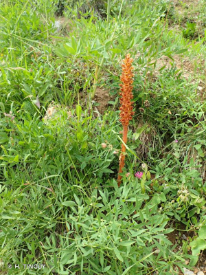 <i>Orobanche laserpitii-sileris</i> Reut. ex Jord., 1846 © H. TINGUY
